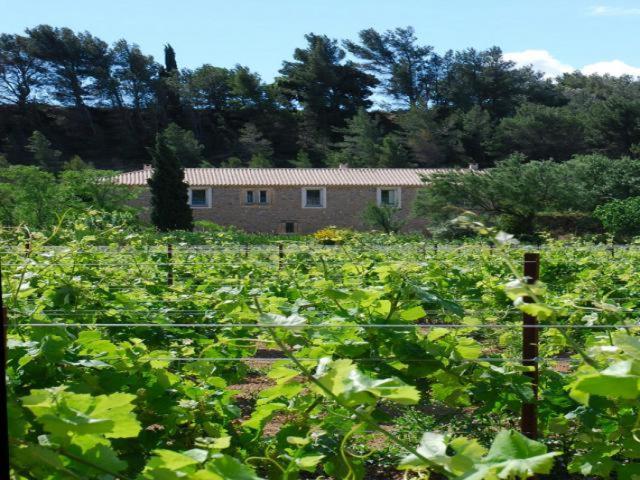 Mailhac Domaine De "Creva-Tinas" B&B 외부 사진