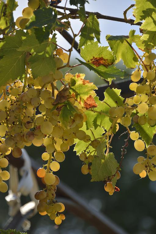 Mailhac Domaine De "Creva-Tinas" B&B 외부 사진
